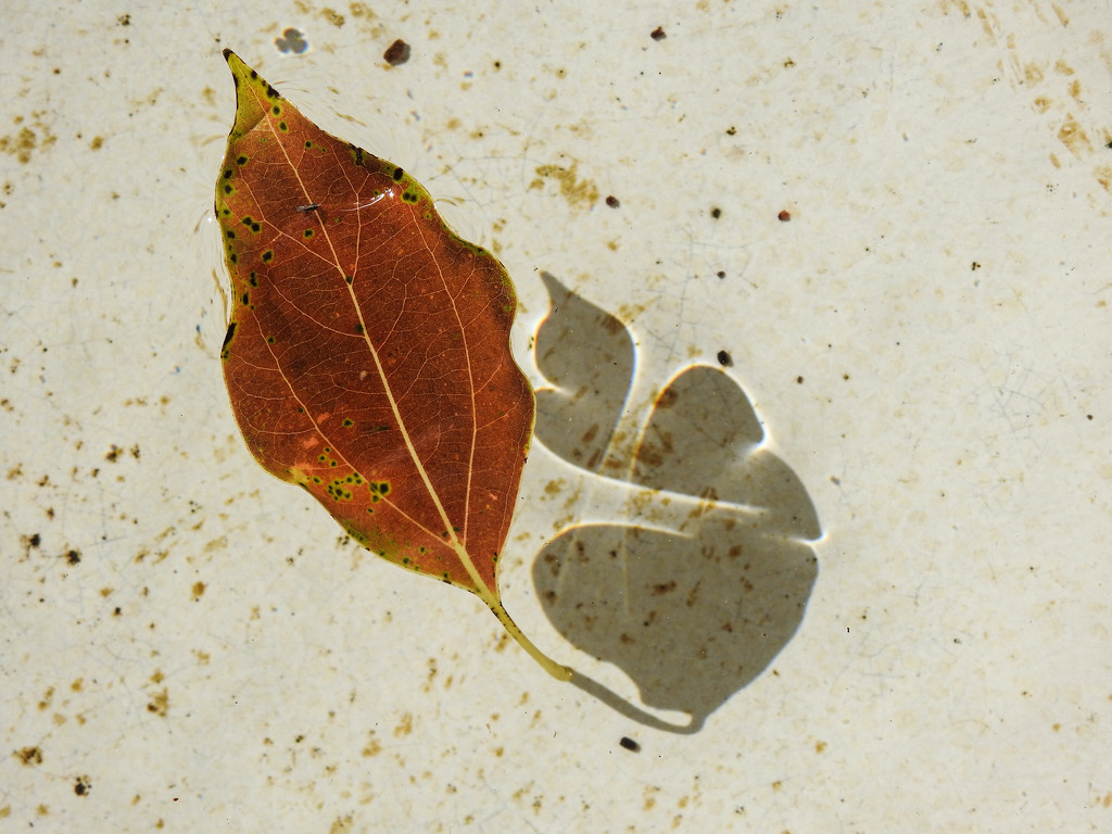 Leaf and shadow by jeneurell