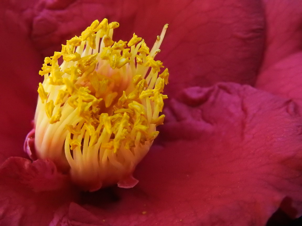 Camellia stamens by jeneurell