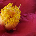 Camellia stamens by jeneurell
