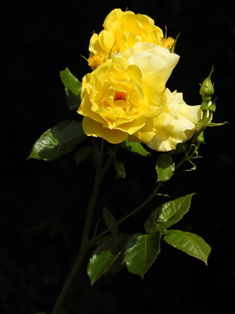 Yellow Roses by mattjcuk