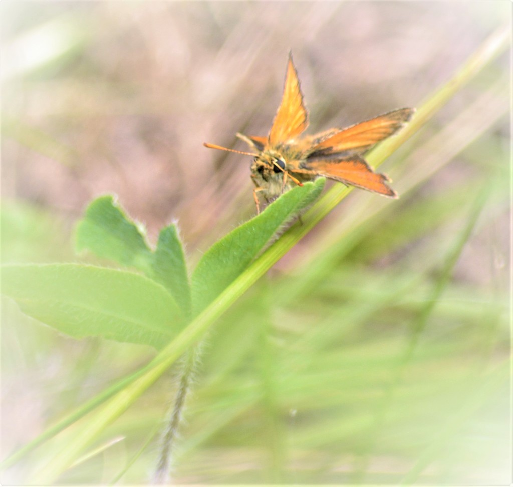 Small Skipper butterfly...... by ziggy77