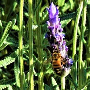 14th Jul 2019 - Lavender & A Bee ~    