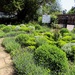 Herb Garden by billyboy