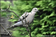 13th Jul 2019 - Collared dove