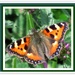 A small tortoisehell butterfly. Holehird.Windermere. by grace55