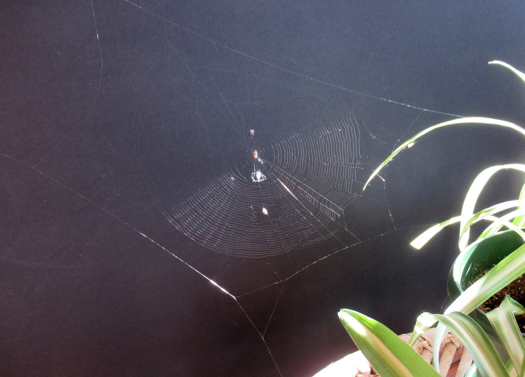 A small spiderweb  by bruni