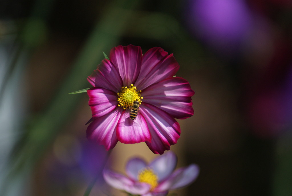 Cosmos and hoverfly by 365projectmaxine