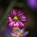 Cosmos and hoverfly by 365projectmaxine