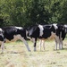How many cows' legs? by s4sayer