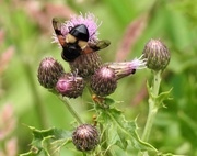 13th Jul 2019 -  Bee on a Thistle 