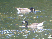 10th Jul 2019 - Canada Geese at Bodenham Lakes