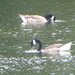 Canada Geese at Bodenham Lakes by snowy