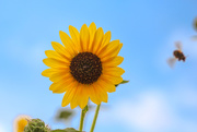 7th Jul 2019 - Sunflower in Sky