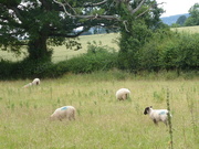 12th Jul 2019 - Sheep in the meadow