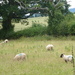 Sheep in the meadow by snowy
