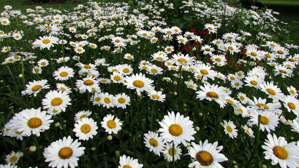 That's a lot of daisies! by julie