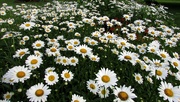 12th Jul 2019 - That's a lot of daisies!