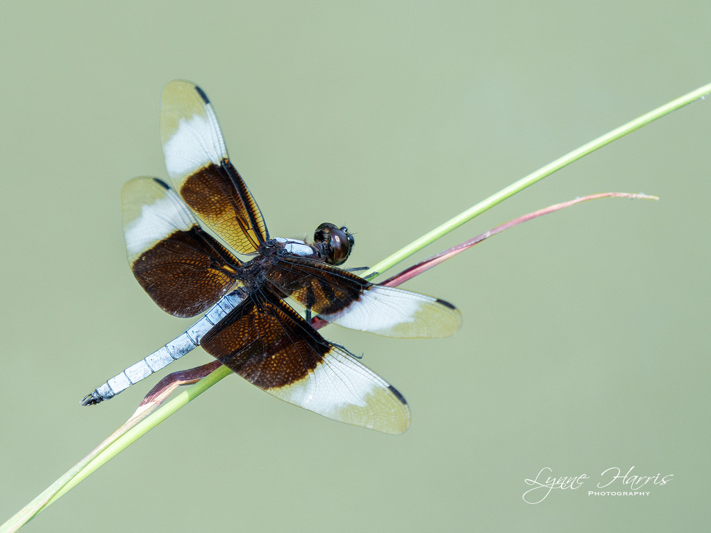 Dragonfly by lynne5477