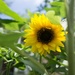 Sunflower by cristinaledesma33