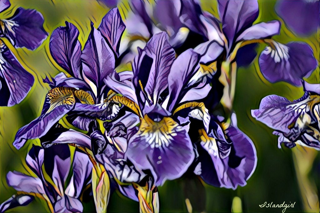 Purple Iris by radiogirl