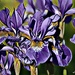 Purple Iris by radiogirl