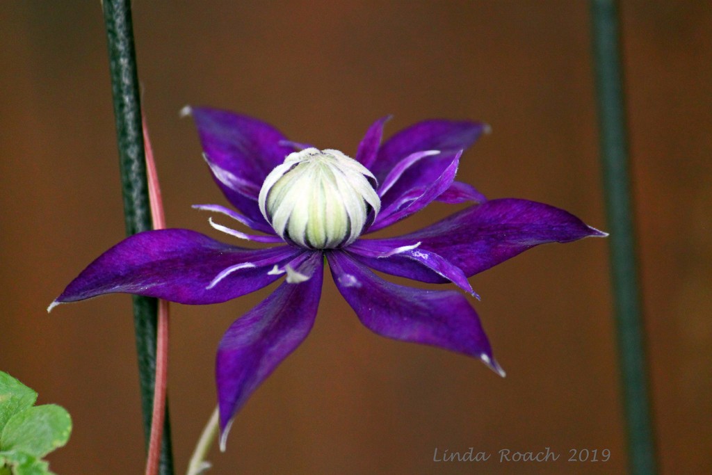 Purple Passionflower by grannysue