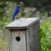 Bluebird by amyk