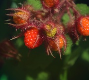 13th Jul 2019 - Day 194:  Home Grown Raspberries 