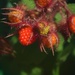 Day 194:  Home Grown Raspberries  by sheilalorson