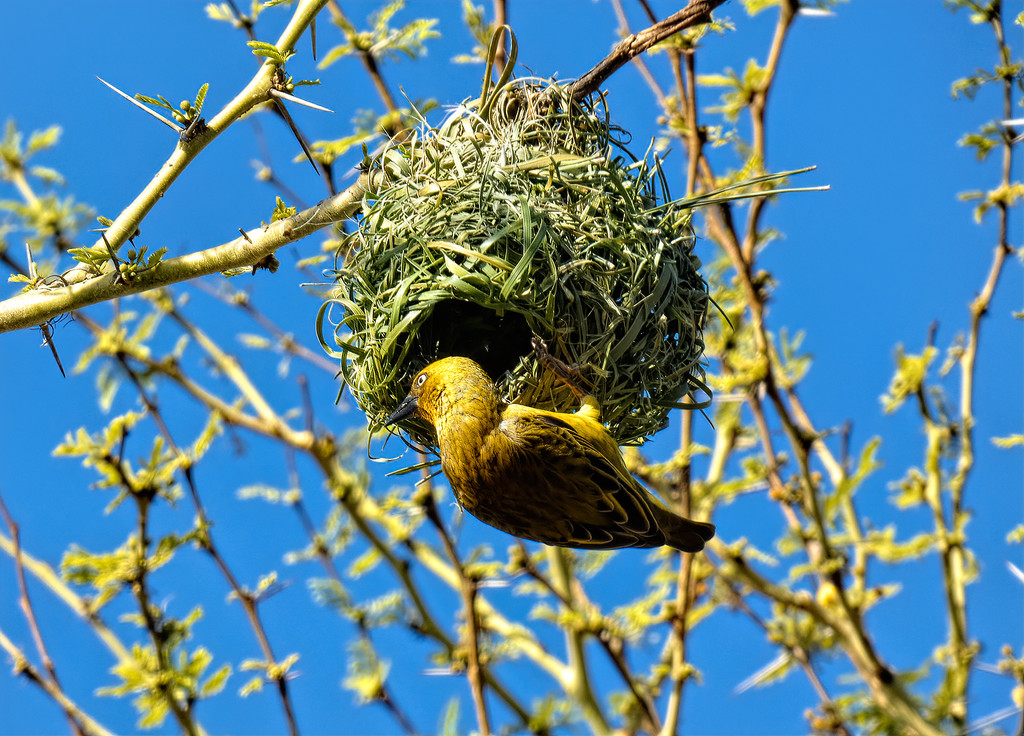 Weaver and his nest by ludwigsdiana