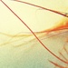 Shrimp abstract by etienne