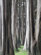 9th Jul 2019 - tree cathedral