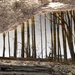 Giraween Reflections #1 by robz