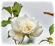 14th Jul 2019 - White Rose