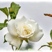White Rose by carolmw