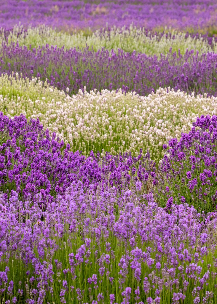 lavender by shepherdmanswife