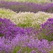 lavender by shepherdmanswife