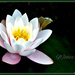 Water-Lily by beryl