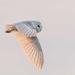 Barn Owl on the search for food. by padlock