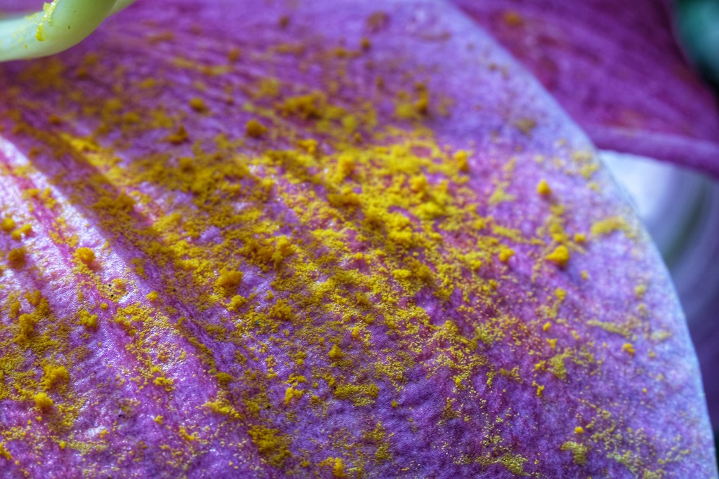 A Dusting of Pollen by mattjcuk