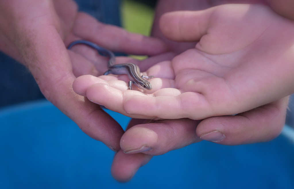holding the skink by aecasey