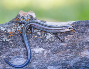 13th Jul 2019 - blue tailed skink