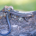 blue tailed skink by aecasey