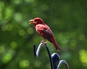 14th Jul 2019 - LHG_0370 summer tanager catches wasp