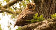 13th Jul 2019 - Found the Baby Great Horned Owls!