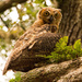 Found the Baby Great Horned Owls! by rickster549