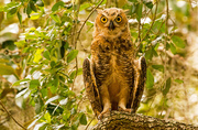 13th Jul 2019 - Found the Baby Great Horned Owl's!