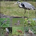 Birds and animals  by rosiekind