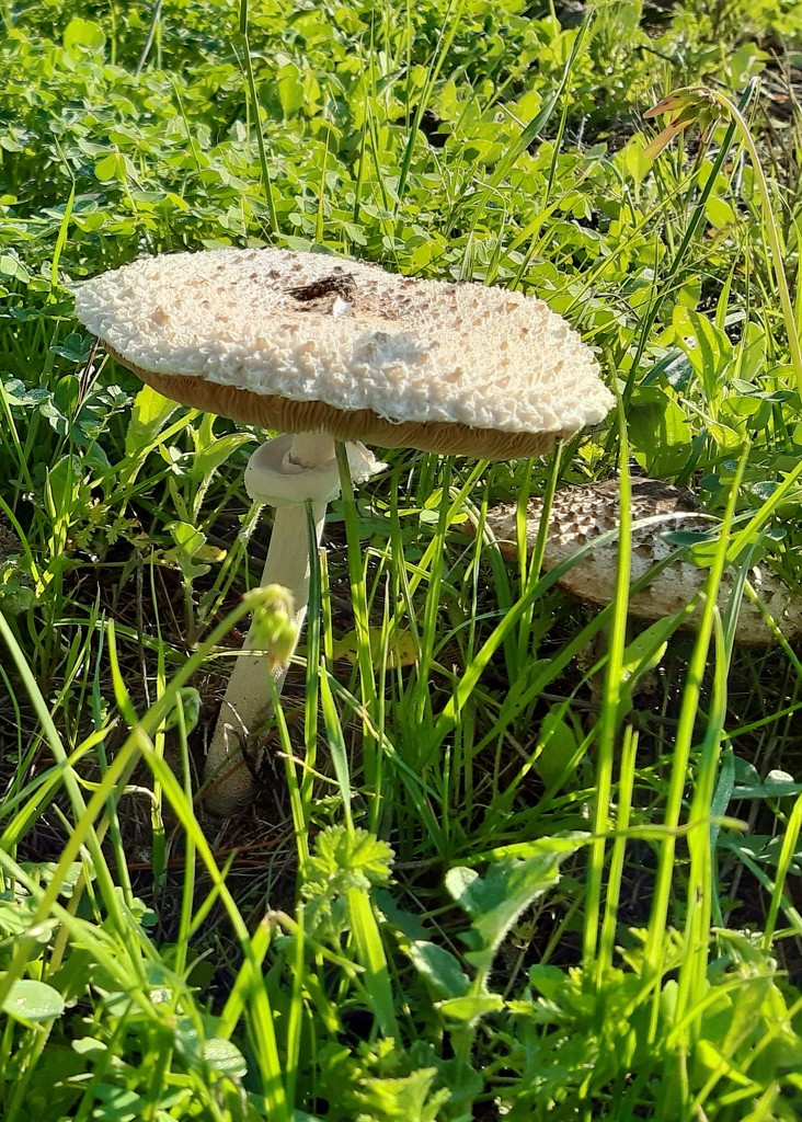 Field Fungi by salza