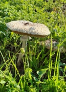 14th Jul 2019 - Field Fungi